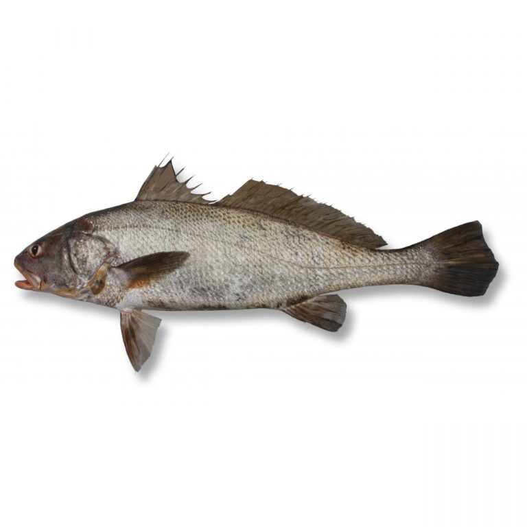 Corvina Prata - Protonibea Diacanthus