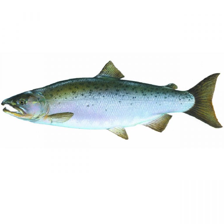 Wild Salmon